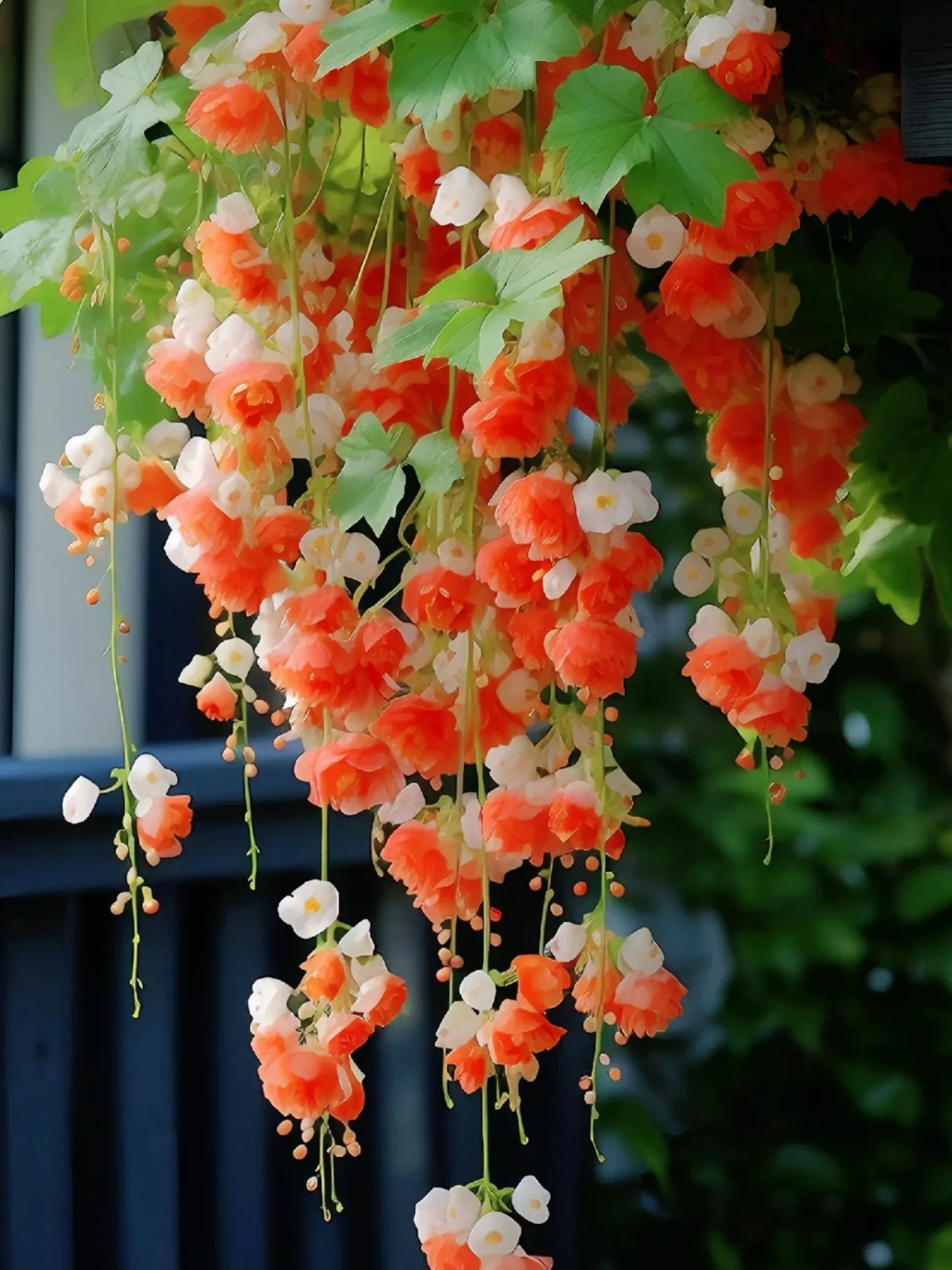 Nasiona Kwiatów Begonii