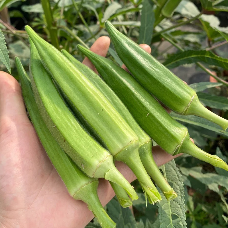 🥬High Yield Creamy Nutritious Okra-Seeds