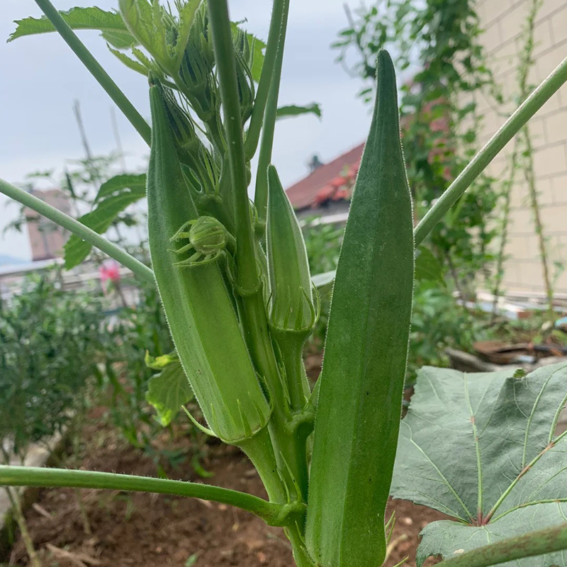 🥬High Yield Creamy Nutritious Okra-Seeds