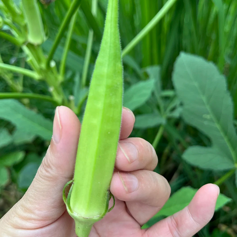 🥬High Yield Creamy Nutritious Okra-Seeds
