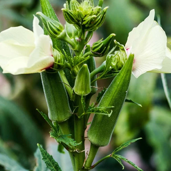 🥬High Yield Creamy Nutritious Okra-Seeds