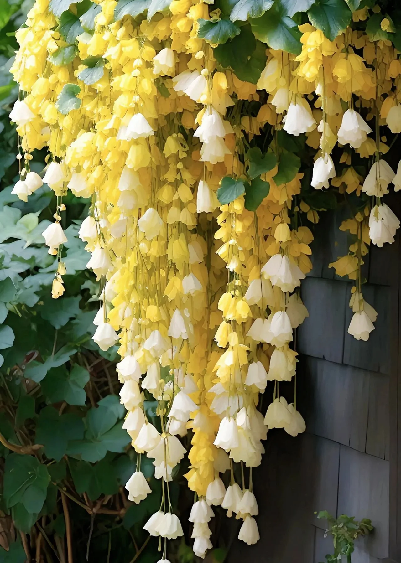 Nasiona Kwiatów Begonii