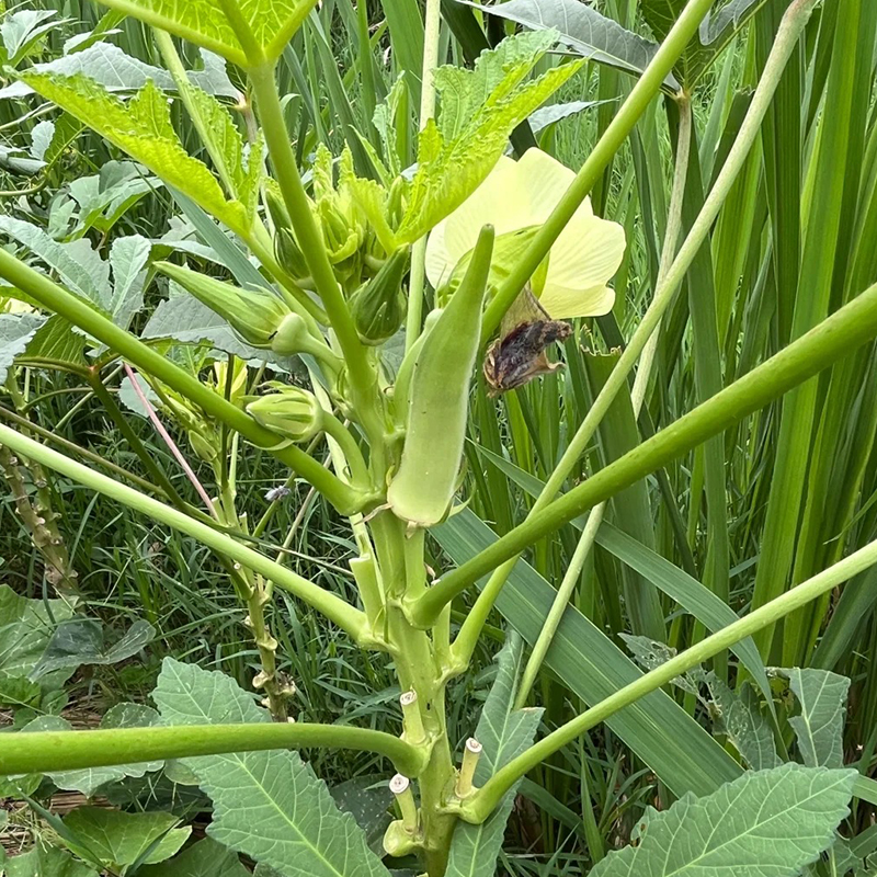 🥬High Yield Creamy Nutritious Okra-Seeds