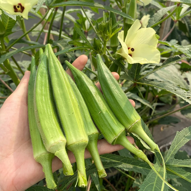 🥬High Yield Creamy Nutritious Okra-Seeds