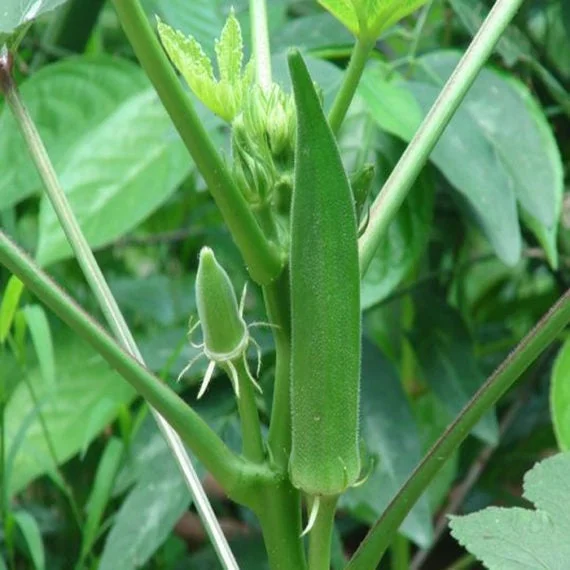 🥬High Yield Creamy Nutritious Okra-Seeds