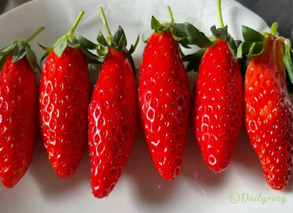 Super Sweet Chili-Shaped Strawberry Seeds🍓