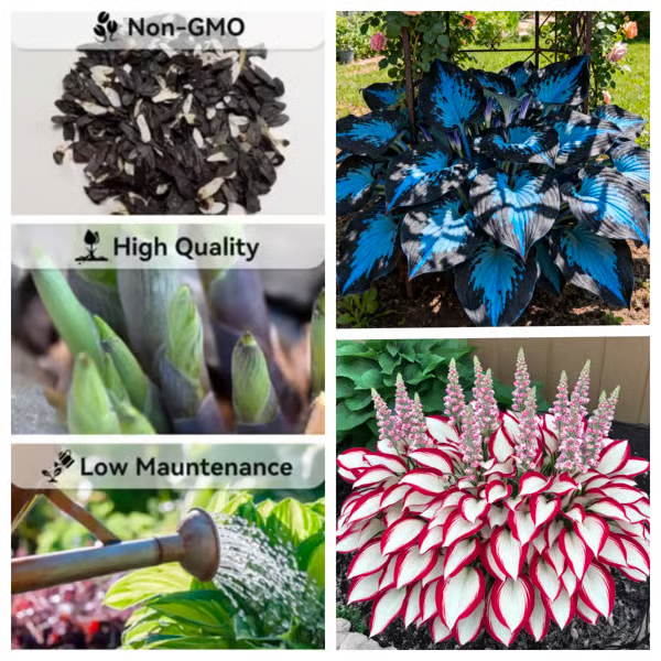 【Ideal for Winter Planting】 Premium Rare Hosta Seeds🌿