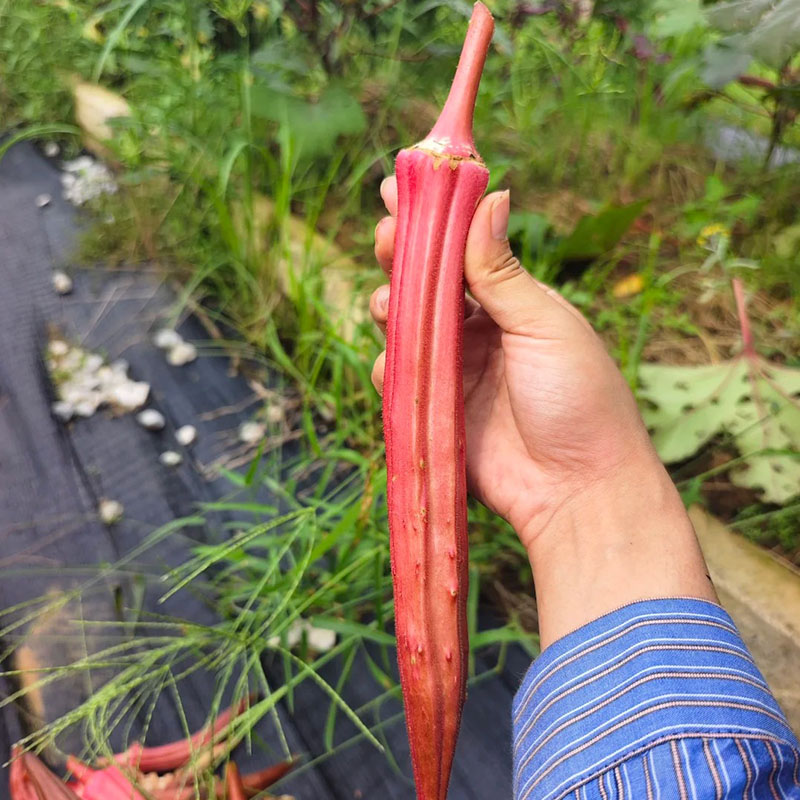 🥬High Yield Creamy Nutritious Okra-Seeds