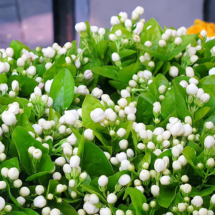 ✨ Nasiona jaśminu o podwójnych kwiatach – Bogaty zapach niczym gwiazdy, rozświetl każdy zakątek swojej przestrzeni 🌸