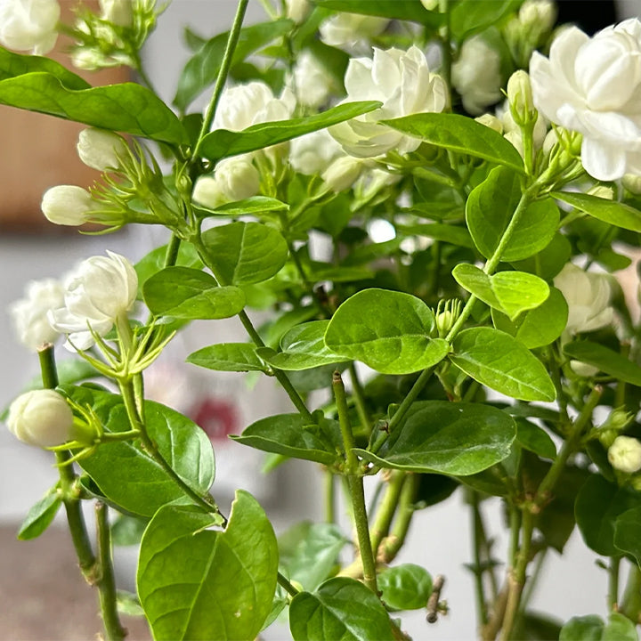 ✨ Nasiona jaśminu o podwójnych kwiatach – Bogaty zapach niczym gwiazdy, rozświetl każdy zakątek swojej przestrzeni 🌸