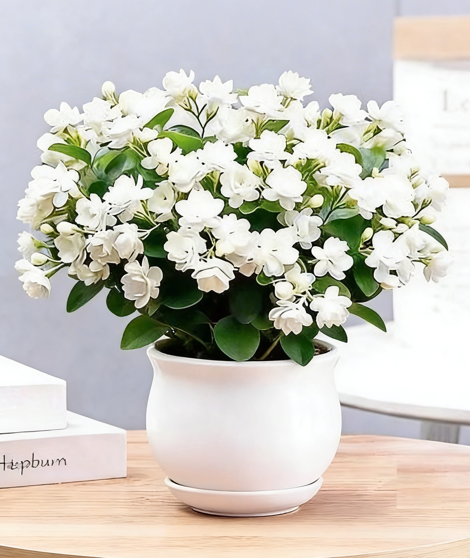 ✨ Nasiona jaśminu o podwójnych kwiatach – Bogaty zapach niczym gwiazdy, rozświetl każdy zakątek swojej przestrzeni 🌸