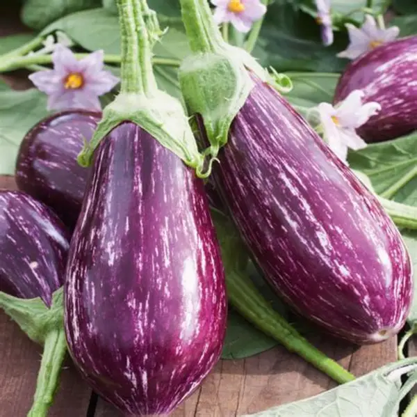 🍆 Zeleninové semená baklažánu Nubia – pruhovaný baklažán