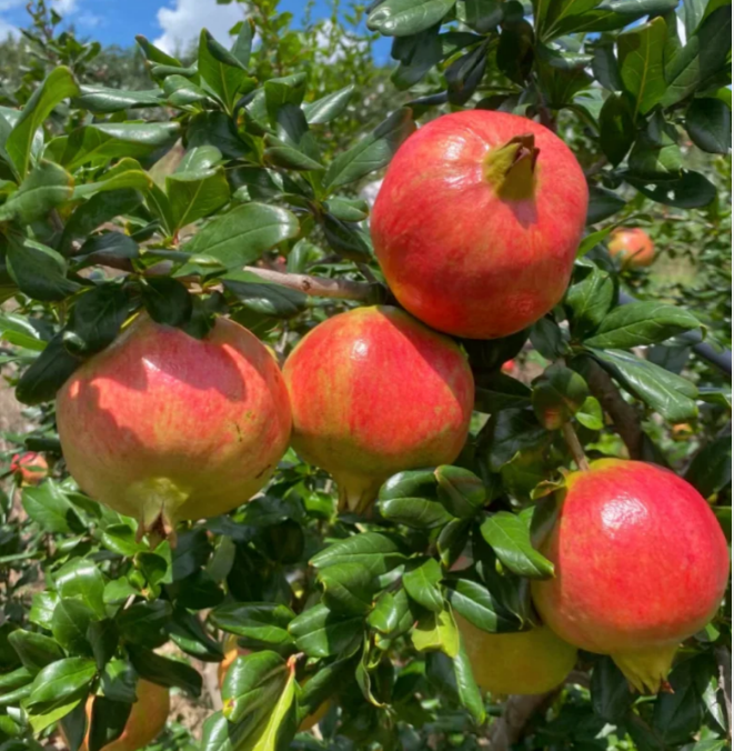Semienka granátového jablka s mäkkou dužinou