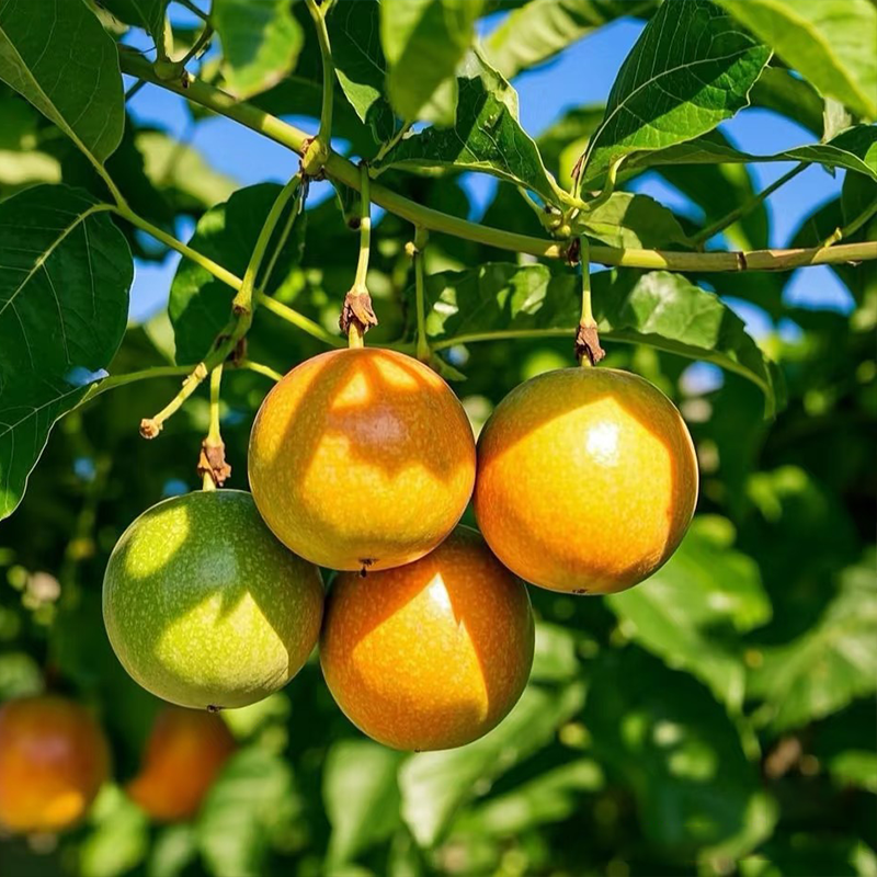 🔥 FORRÓ – 🌱 Semená sladkej marakuje, ktoré môžete pestovať kdekoľvek!