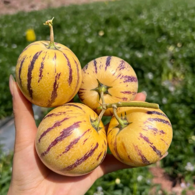 Ginseng Fruit Pepino Melon Seeds-Solanum Muricatum