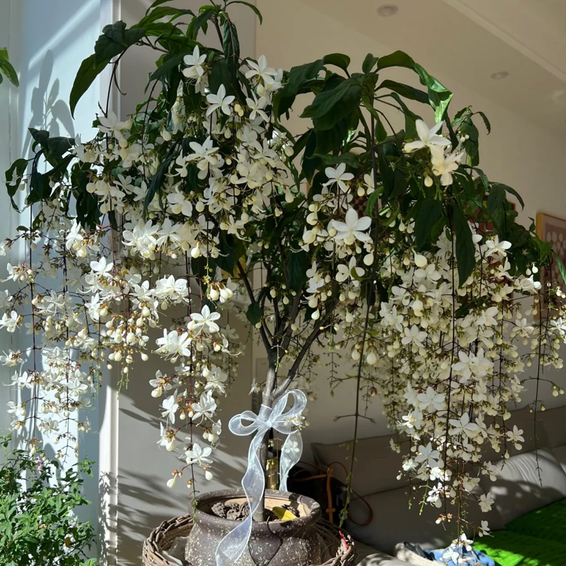 💮 Visutý jazmín|Romantická atmosféra a rozprávková záhrada🌸