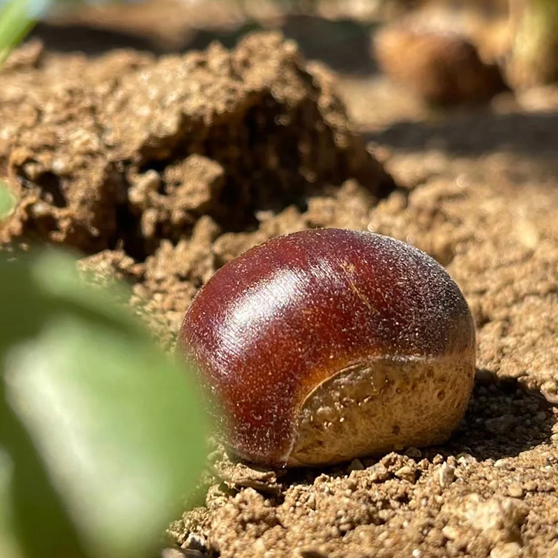 🌰 Dwarf Chestnut Seeds – Sweet and Fragrant Nuts