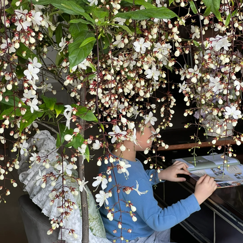 💮 Visutý jazmín|Romantická atmosféra a rozprávková záhrada🌸