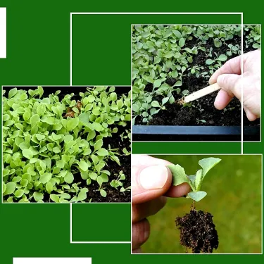 Uhorka – Zlatý chlapec, Dámska uhorka