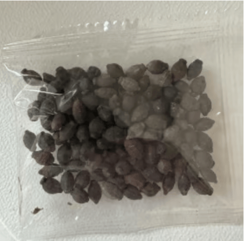 🏆 PREDANÉ VYŠE 75 000 KUSOV! 🌿❄️ Semená jazmínu s vôňou polnoci – zimná výsadba, farby trvaliek a voňavá elegancia záhrady 🌸 (Iba semená, bez kvetináča)