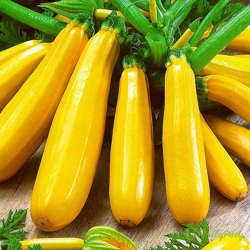 🌱Бананови тиквички - Златни тиквички🌿Може да се засажда през всички сезони