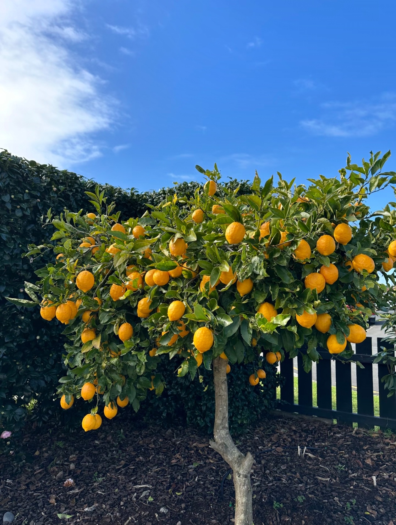 Semená citrónovníka – vypestujte si vlastný voňavý citrus 🍋