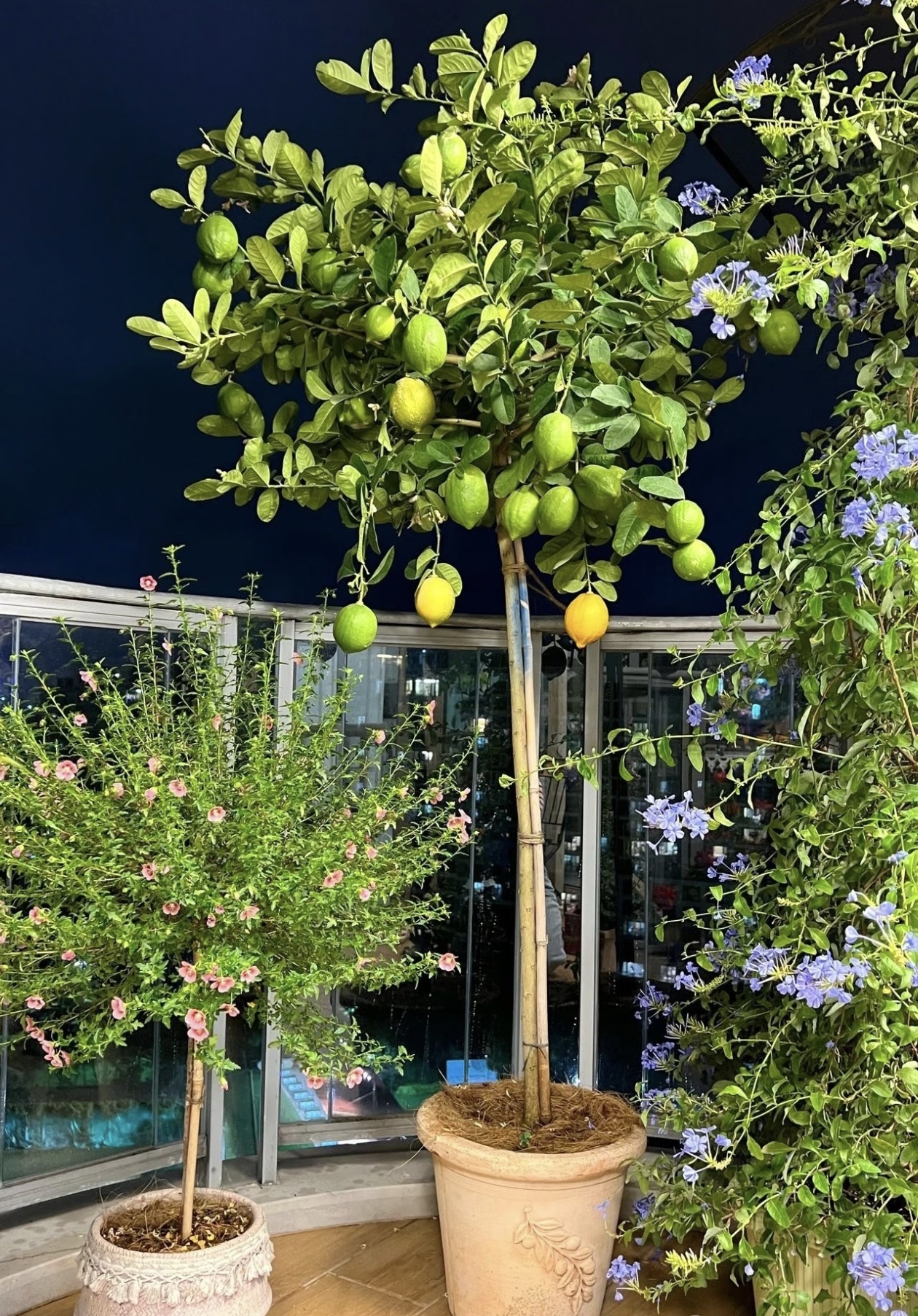 Semená citrónovníka – vypestujte si vlastný voňavý citrus 🍋