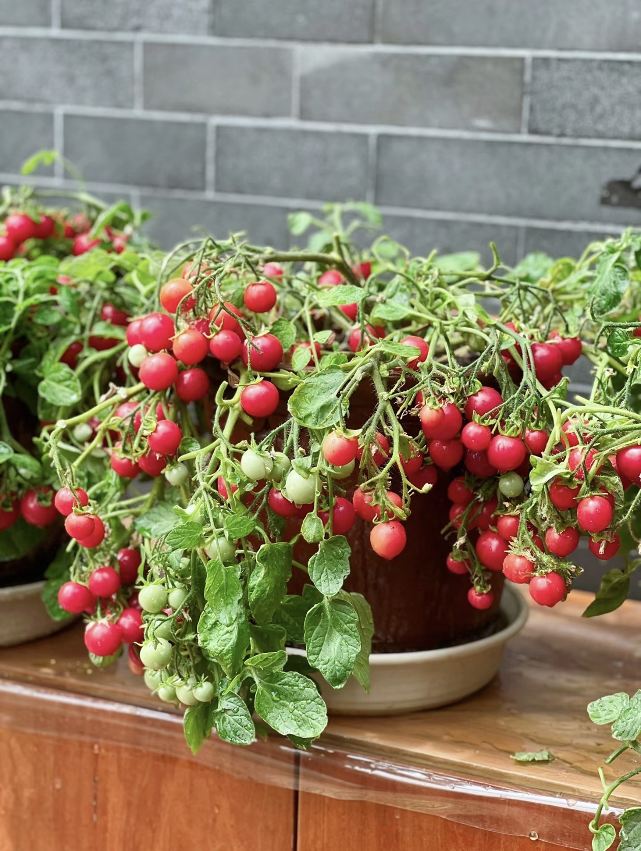 Prémiové semená paradajok Waterfall – vysokoúrodné kaskádové cherry paradajky pre závesné koše a balkóny 🍅