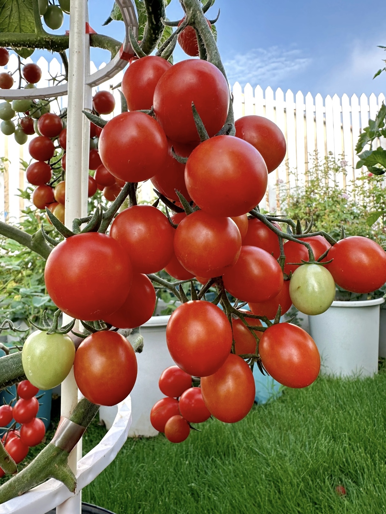 Prémiové semená paradajok Waterfall – vysokoúrodné kaskádové cherry paradajky pre závesné koše a balkóny 🍅