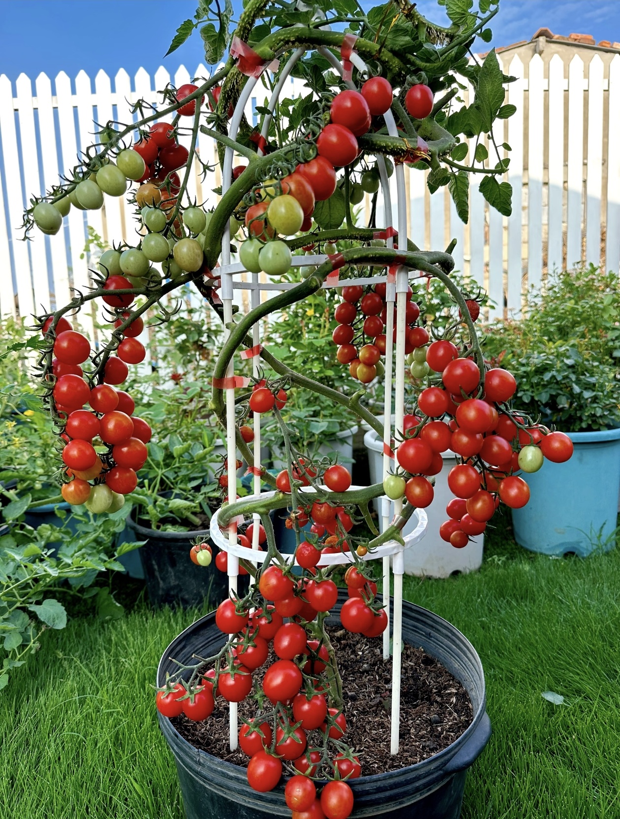 Prémiové semená paradajok Waterfall – vysokoúrodné kaskádové cherry paradajky pre závesné koše a balkóny 🍅