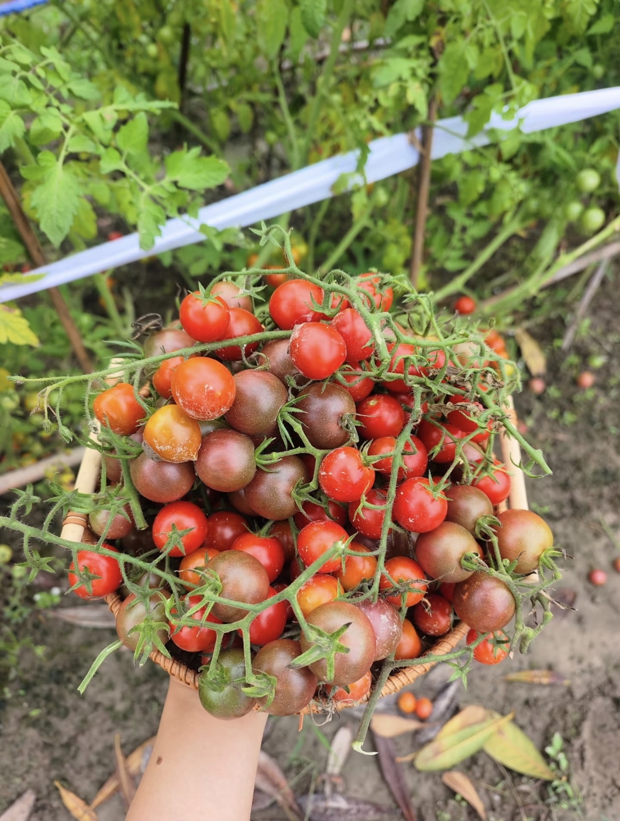 Prémiové semená paradajok Waterfall – vysokoúrodné kaskádové cherry paradajky pre závesné koše a balkóny 🍅