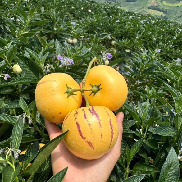 Ginseng Fruit Pepino Melon Seeds-Solanum Muricatum