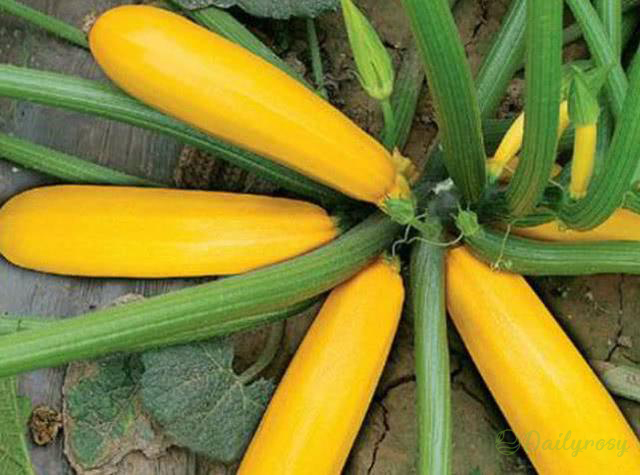 🌱Бананови тиквички - Златни тиквички🌿Може да се засажда през всички сезони