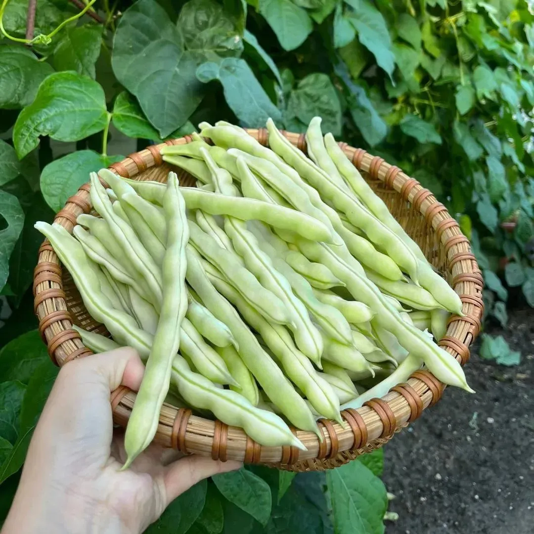 Vysokovýnosná červená fazuľa