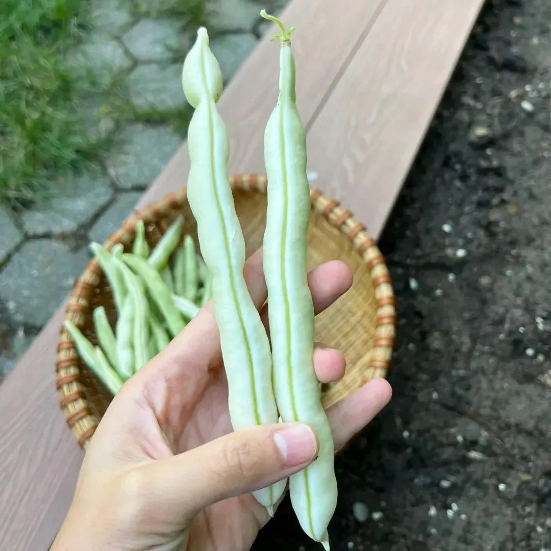 Vysokovýnosná červená fazuľa