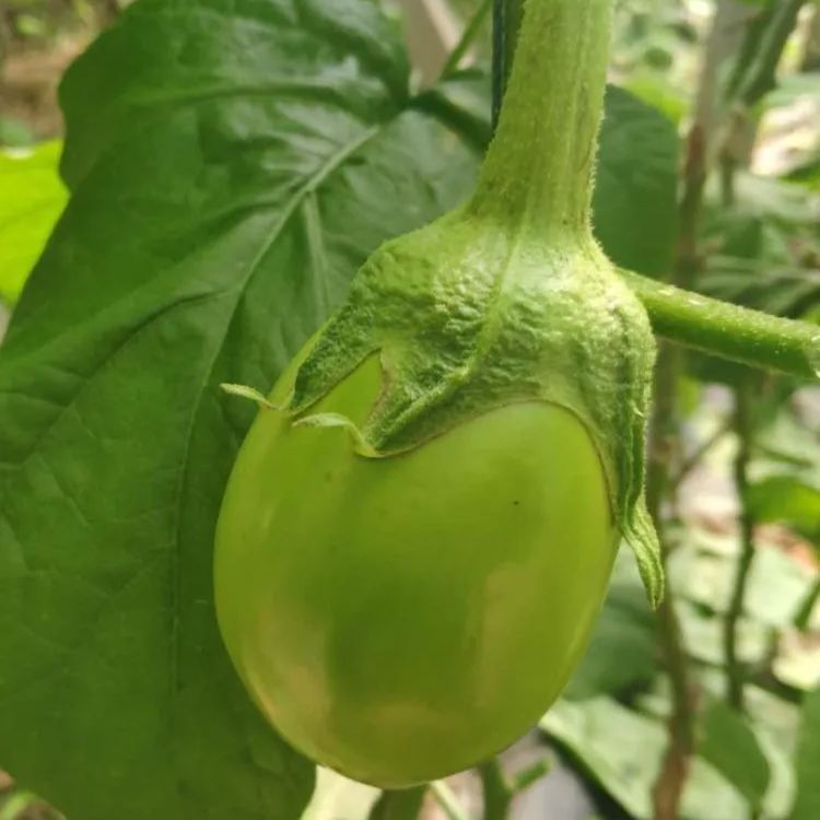 🍆 Zeleninové semená baklažánu Nubia – pruhovaný baklažán