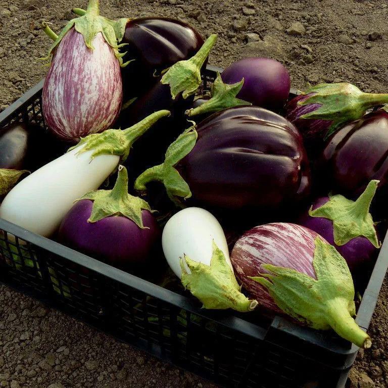 🍆 Zeleninové semená baklažánu Nubia – pruhovaný baklažán