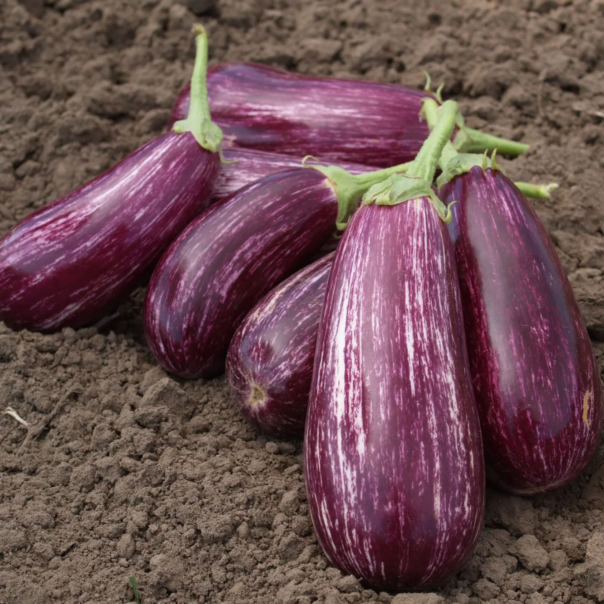 🍆 Zeleninové semená baklažánu Nubia – pruhovaný baklažán