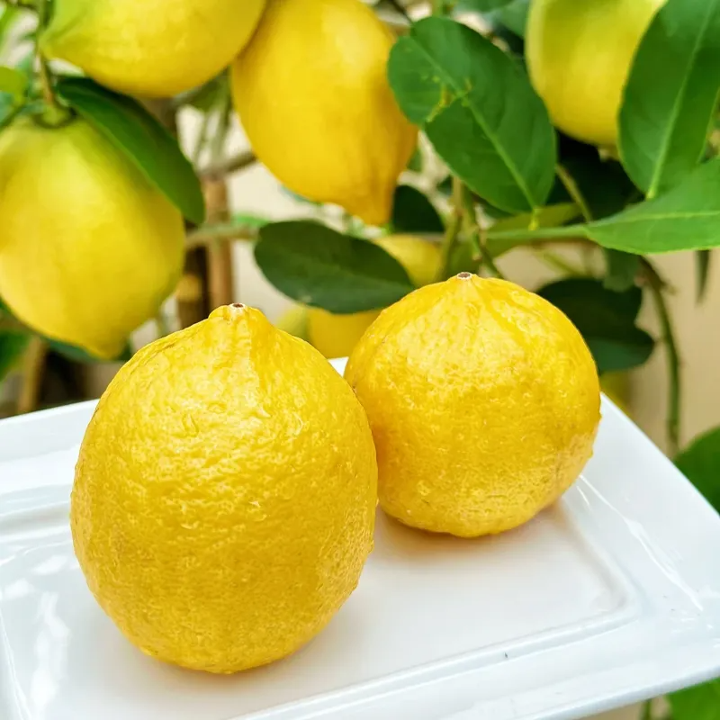 Лимон в саксия – ароматно цитрусово растение за дома 🍋