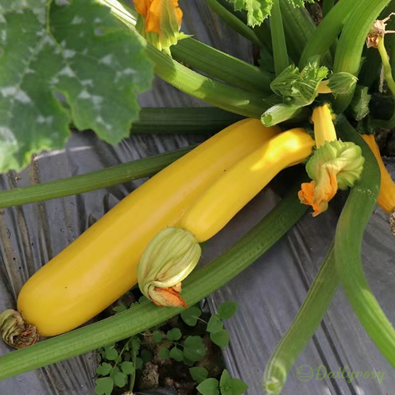 🌱Бананови тиквички - Златни тиквички🌿Може да се засажда през всички сезони