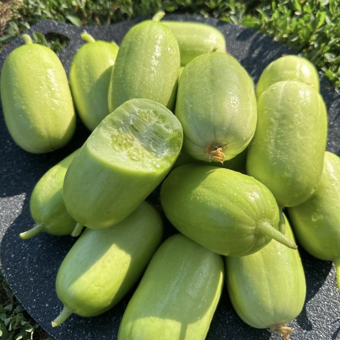 🏆 75000+ predaných balení semien! Uhorka Yu Nv (Dámska uhorka) – kvalitné semená 🌰