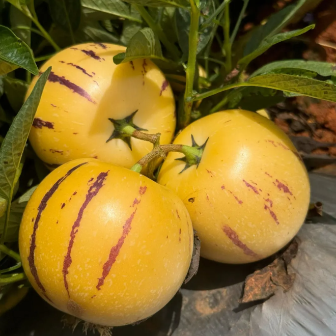 Ginseng Fruit Pepino Melon Seeds-Solanum Muricatum