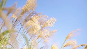 Automotive Ceramic Coating Nano Plating Agent