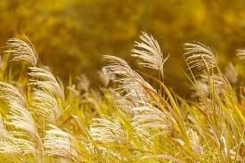 Automotive Ceramic Coating Nano Plating Agent