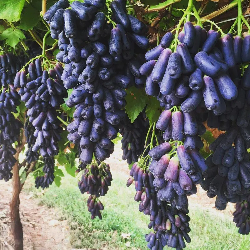 Nasiona bezpestkowych winogron Sapphire