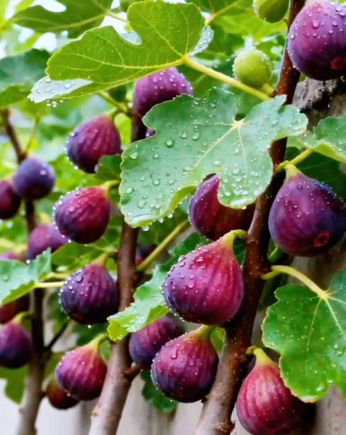 🍑 Супер гигантски семена от смокиново дърво – сладостта на праскова във всяка хапка! 🌟