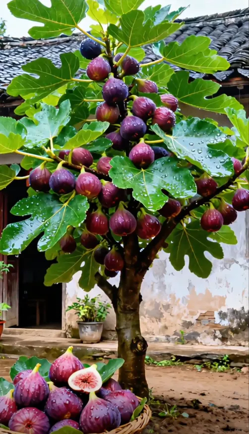 🍑 Супер гигантски семена от смокиново дърво – сладостта на праскова във всяка хапка! 🌟