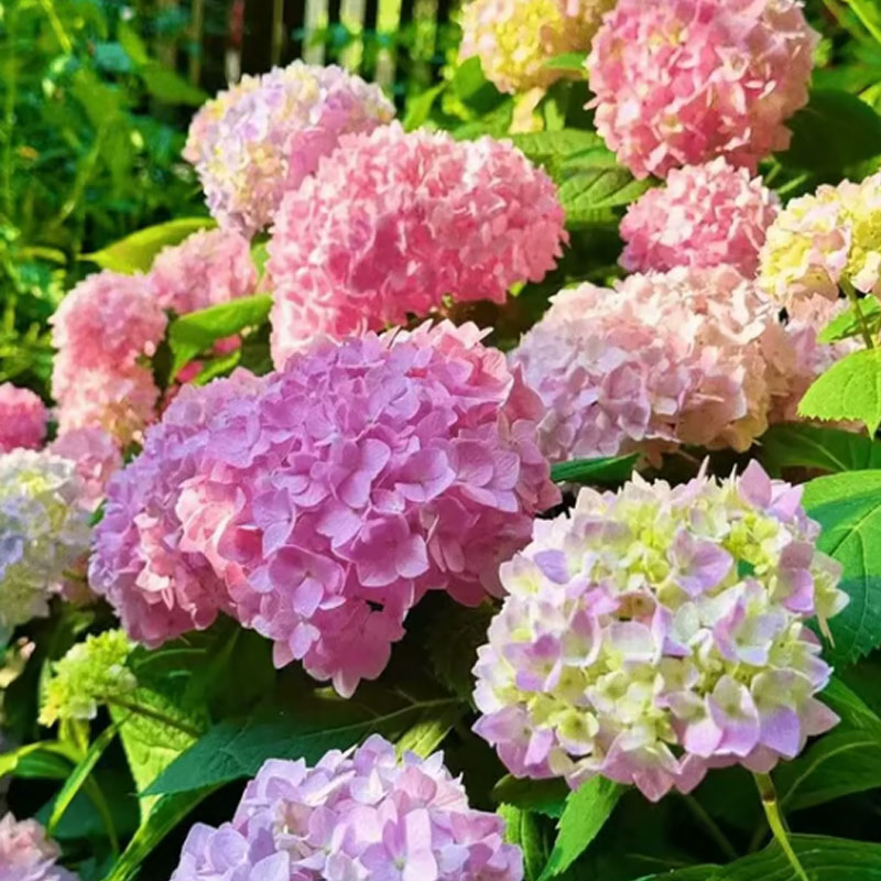 ✨ Семена от цветна гигантска хортензия – многогодишни цветя – лесни за засаждане 🍃