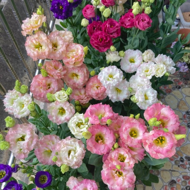 🌺 Лизиантус – Искрена любов