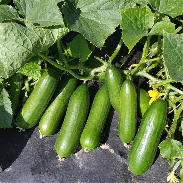 🥒 Семена за пълзящи краставици